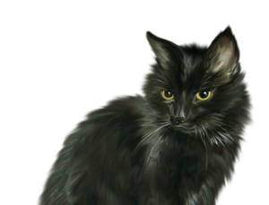 Norwegian Forest Cat transparent png images